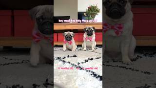 And… Do you think Mosy has grown a lot in the last 5 months?  #pug #dog #puppy