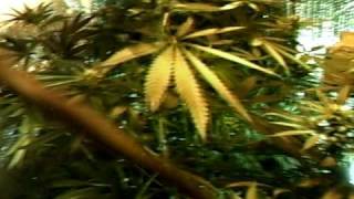 MPEG0001tbones grow room