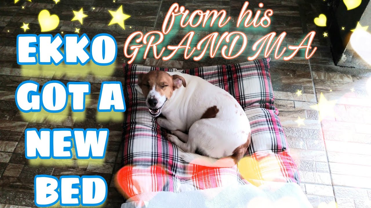 EKKO'S NEW BED FROM HIS GRANDMA IN USA | Mel Enriquez Vlog