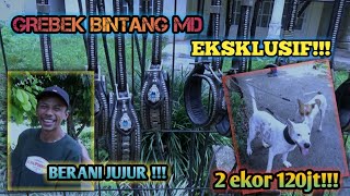 Cerita Porbi  Ekslusif Grebek Bintang Md Berani Jujur Episode 2