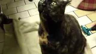 Кот разговаривает, когда чешут спинку! Talking cat Кот разговаривает, когда чешут спинку! Talking cat