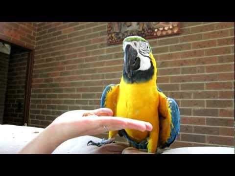 The Real Macaw Talking Parrot