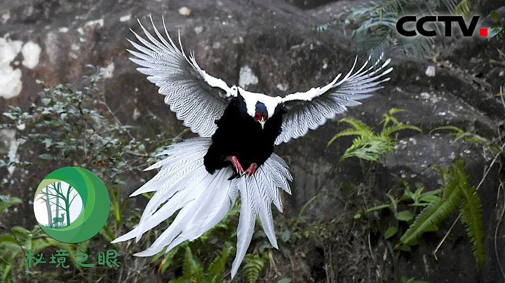 好仙！白鷳行止嫻靜、氣質飄逸，是“名震鳥圈”的鳥類顏值天花板 | CCTV「秘境之眼」20220513 - 天天要聞