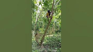 A leopard attacks a boy on a tree inside a jungle #vfx #leopard #shorts #wildlife #videos #tiger