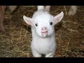 Baby Goats - Funny And Cute Baby Goats Compilation [BEST OF]