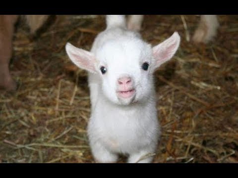 Photo for funny baby goat