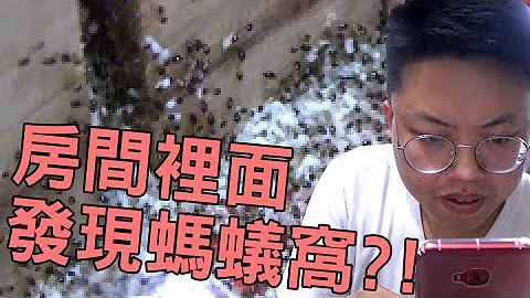 【有大量螞蟻請慎入】在房間裡面發現螞蟻窩?! - 天天要聞