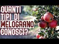 3 Tipi di Melograno, Come si Apre e Perchè devi Mangiarlo!