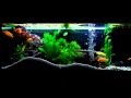   3 2    ichlid  astronotus 240 liters aquarium juwel