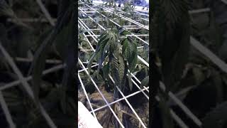 "live with the grow boss" I'm over watering 🤦🏾‍♂️🤦🏾‍♂️🤦🏾‍♂️🤦🏾‍♂️🤦🏾‍♂️ ARE THEY DEAD????