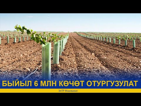 Video: Саламаттыкты сактоодо чоң маалыматтар кантип колдонулат?