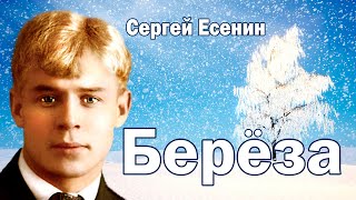 Стихотворение Сергей Есенин «Береза» Поэтическая тетрадь
