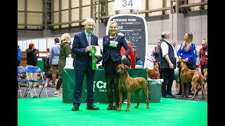 Crufts 2022 BOB Rhodesian Ridgeback | Ch. Savuti Chitonga Yara By George