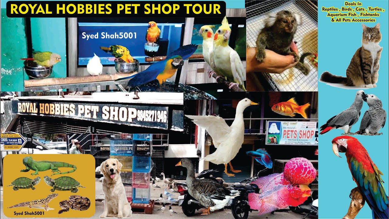 Royal Hobbies Pet Shop Jayanagar Bangalore Visit 