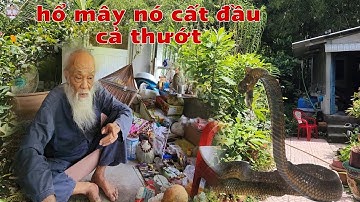 Thợ Săn Bảy Núi Ông Tư Đền Đối Mặt Niếm Đuôi "Rắn Hổ Mây" Và Nhiều Loài Rắn Lạ Khổng Lồ
