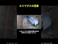 美しい青鳥の巣作りのタイムラプス
