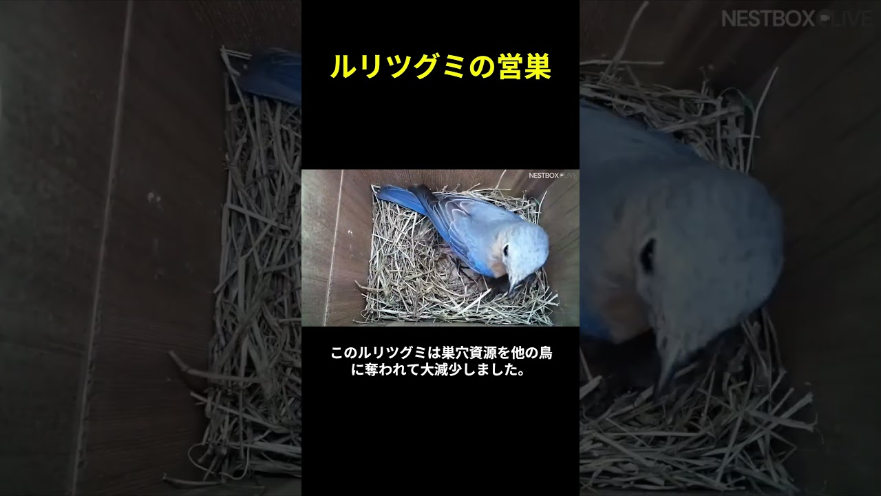 美しい青鳥の巣作りのタイムラプス