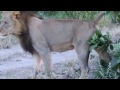 Male Lion In Botswana