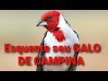 Fêmea de GALO DE CAMPINA LOUCA,TRICULANDO PARA O MACHO👍