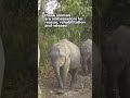 Meet the residents at CWRC