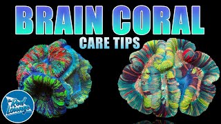 Trachyphyllia - Brain Coral Care Guide
