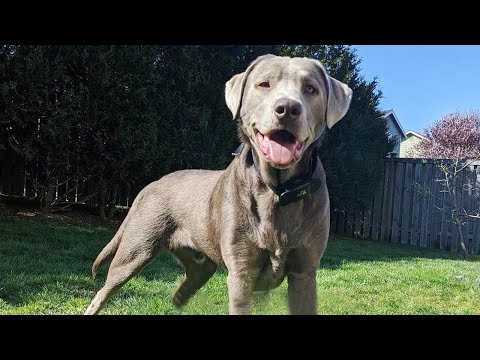 Βίντεο: Labrador Retriever Πληροφορίες για τη φυλή | Doggie Matchmaker