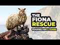 Rescuing the worlds LONELIEST SHEEP!