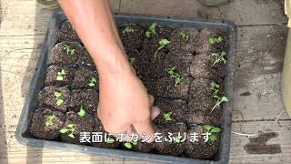 車庫上園芸180916イチゴ植え・種まき