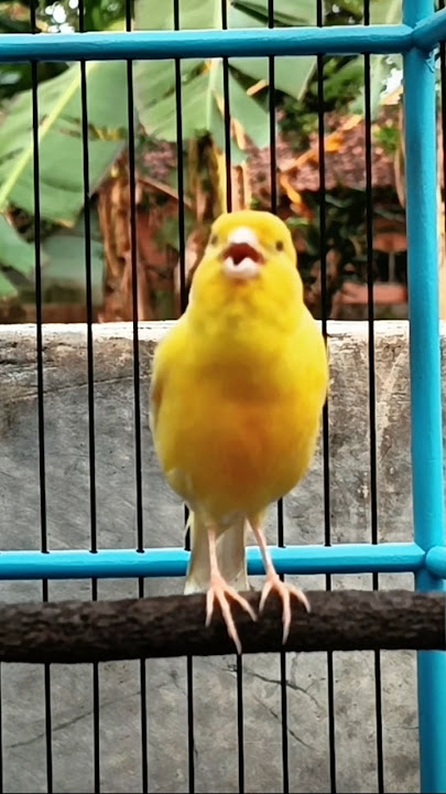 PANCINGAN Kenari Agar Ikut Bunyi & GACOR Dor #birds #kenari #canary #kicaumania #kenarigacor