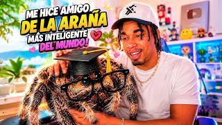 RDJavi reacciona a Me Hice Amigo de La Araña Mas Inteligente del Mundo de SlivkiShow