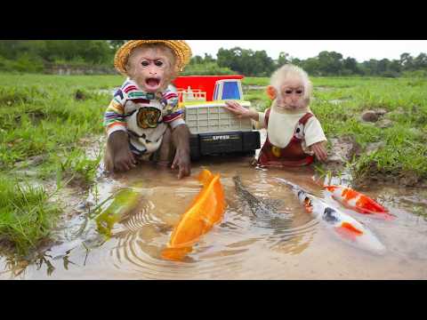 Ken Monkey go to catch koi fish, real turtles, freshwater sharks have fun