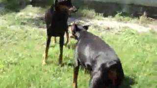 Doberman Dog Fighting