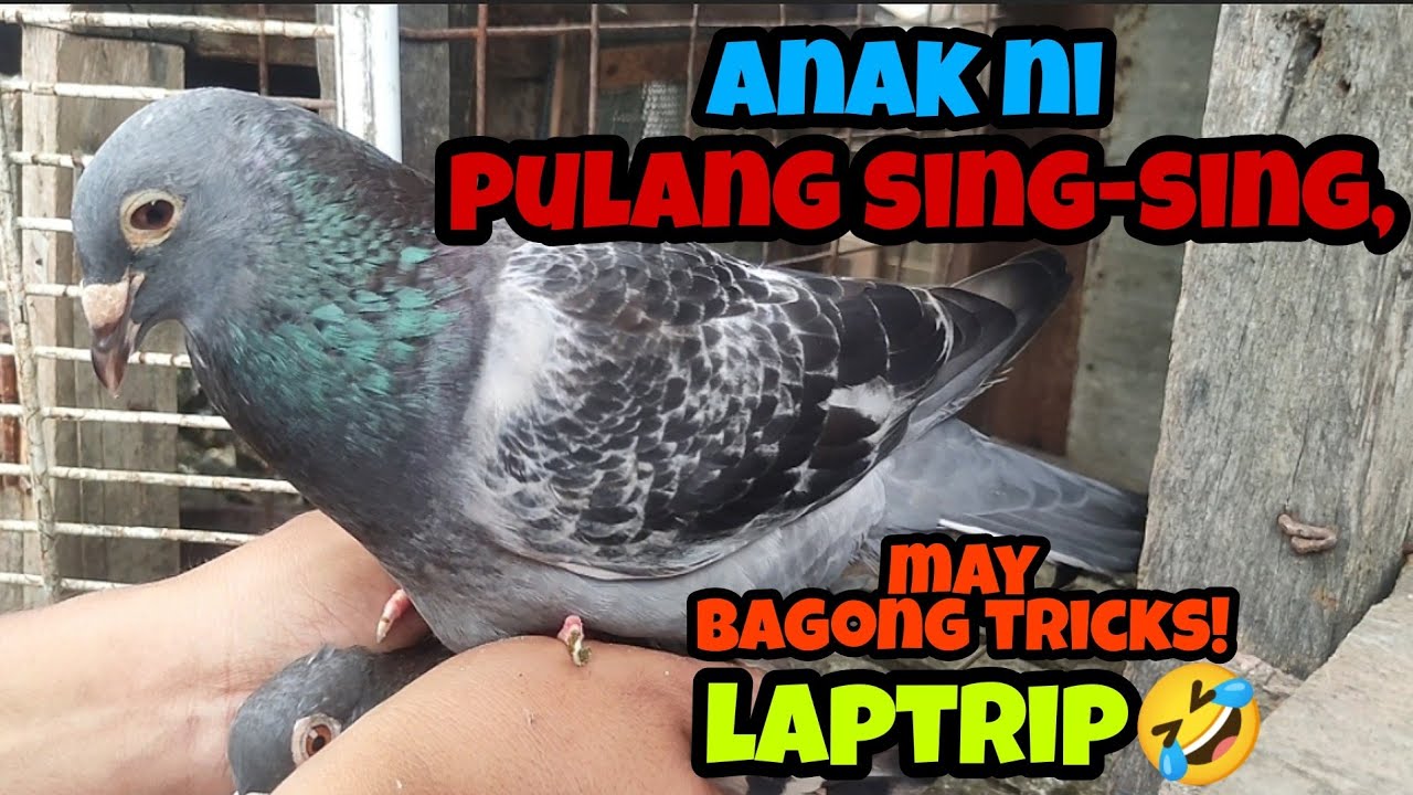 BAGONG TRICKS, LAFTRIP!!! 🤣🤣🤣