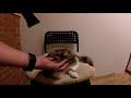 ASMR Hair Dryer Relax Sound - Cat Drying - movimenti naturali asciuga capelli