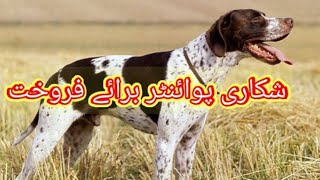 English Pointer Dog Puppy Available For Sale In Pakistan | Pointer Puppy |