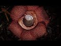Corpse Flower Stinks of Death I The Green Planet I BBC Earth