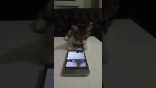 Telefonun Başında Çaresiz Bekliyorum