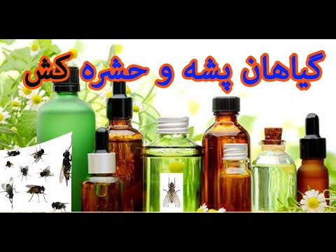 تصویری: چگونه می توان گلهای داخل خانه را از بین برد؟ وسیله ای برای مبارزه با میش ها در سرزمین گیاهان داخلی. چگونه حشرات را در خانه حذف کنیم؟