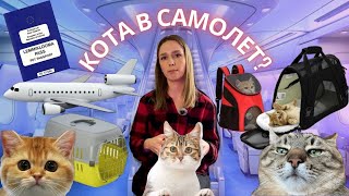 видео: КАК ПЕРЕВОЗИТЬ КОТА В САМОЛЕТЕ: полезные советы и мой опыт картинка: КАК ПЕРЕВОЗИТЬ КОТА В САМОЛЕТЕ: полезные советы и мой опыт