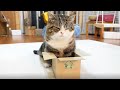 入れるようになった箱とねこ。-Improved box and Maru.-