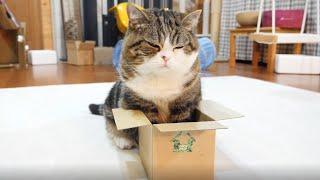 入れるようになった箱とねこ。-Improved box and Maru.- - YouTube