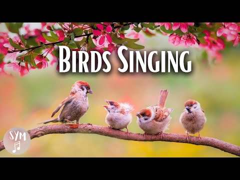 Relaxing music and birds singing | Music for meditation Sounds of nature | Singing birds and music