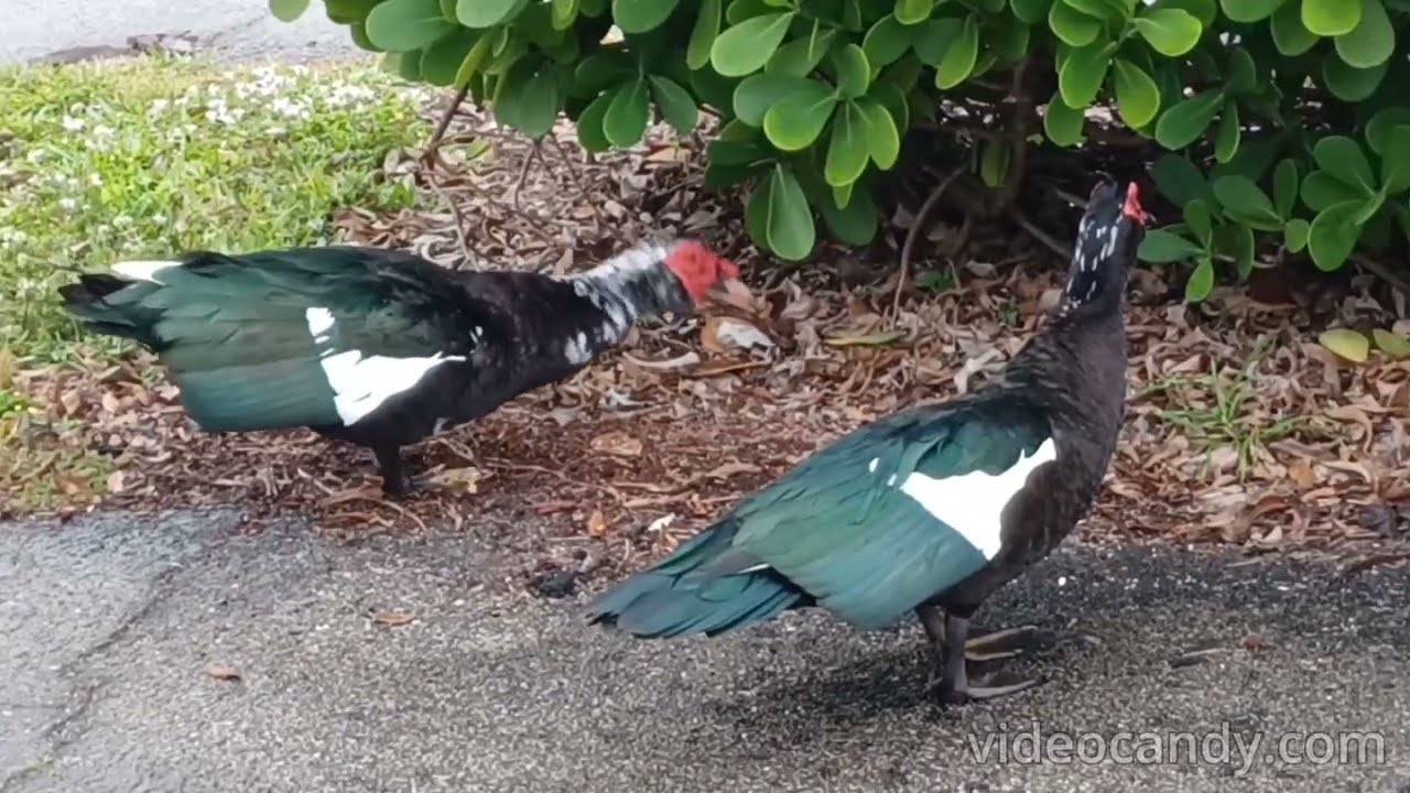 🦆 🚶 🥰 Мускусные утки просто отдыхают!!!