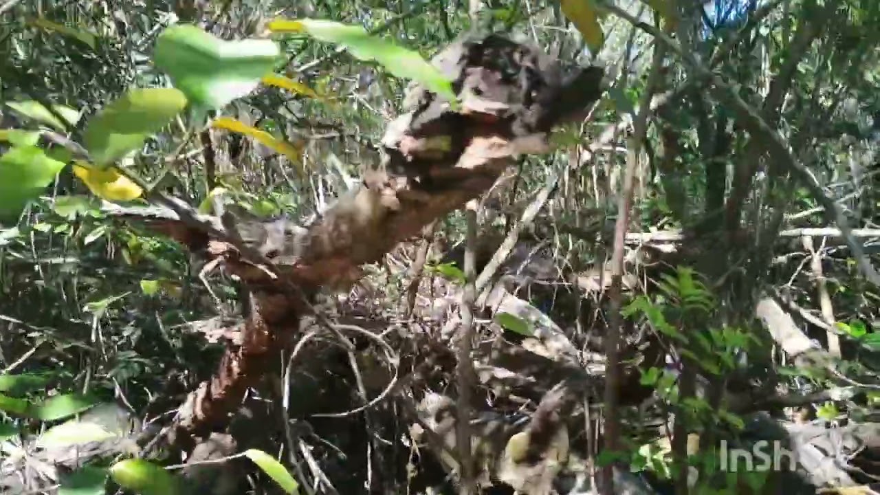 Journey to the top of Giggle Hill