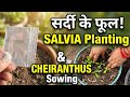 Salvia White Planting &amp; Cheiranthus Seeds Update 🌱 | Winter Garden
