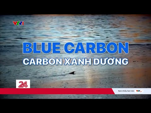 Video Tiêu điểm: Carbon đại dương - 'Kho báu' dưới đại dương | VTV24 - youtube