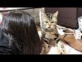 妹のお昼寝を邪魔してスリスリごっこが止まらなくなってしまった猫w