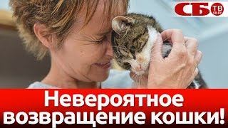 Невероятное возвращение кошки спустя 13 лет | видео Невероятное возвращение кошки спустя 13 лет | видео