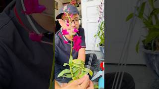 Hoa Lan Dendro xưa Pombadua đỏ nhung rất đẹp!