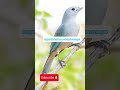 F&Ecirc;MEA DE SANHA&Ccedil;O AZUL CANTANDO E CHAMANDO MUITO MELHOR CANTO DE F&Ecirc;MEA DE SANHA&Ccedil;O AZUL CHAMANDO